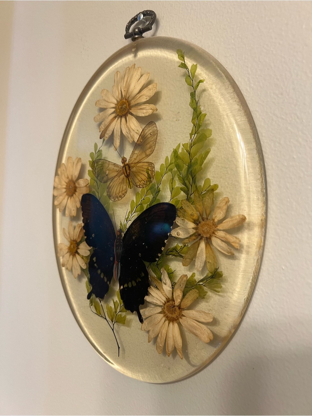 vintage oval resin wall plaque featuring embedded pressed daisies